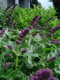Lilac Sage
